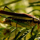 bush cricket