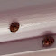 Multicolored Asian Lady Beetle