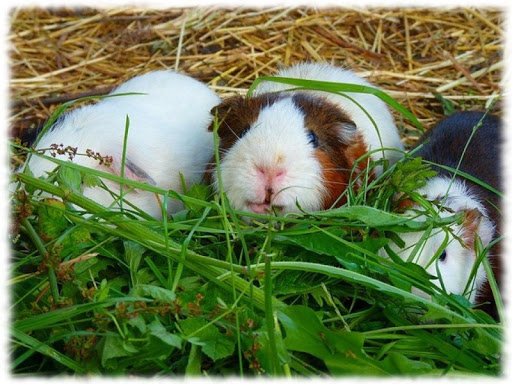 Guinea Pigs Wallpaper Pics