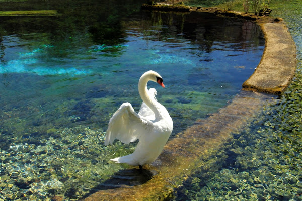 Cigno dominante di dino pas