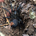 •Gibraltar funnel web  •Spanish funnel web