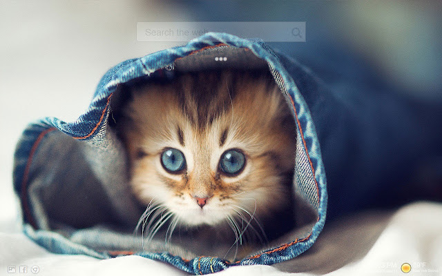 Fantastis 14+ Wallpaper Cute Na Pusa - Joen Wallpaper