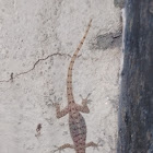 Gecko