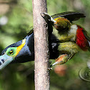 Araçari-poca (Spot-billed Toucanet) - Male