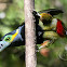 Araçari-poca (Spot-billed Toucanet) - Male