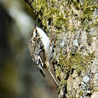 Brown creeper