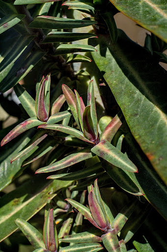 Euphorbia lathyris