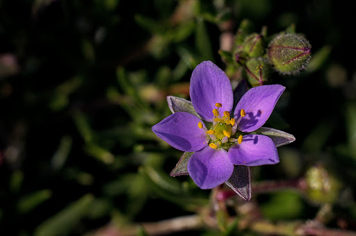 Spergularia rupicola