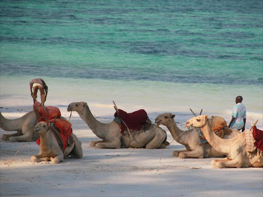 Camels at the shores of Indian Ocean./FILE