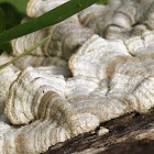 Turkey tail