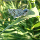 Checkered Skipper