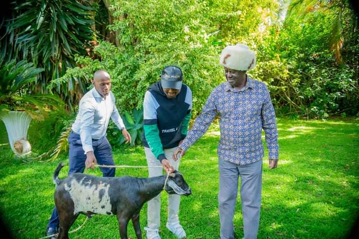 Public Service CS Moses Kuria gift ODM leader Raila Odinga a goat during a reconciliation meeting at the Odinga's Karen home on April 7, 2024.