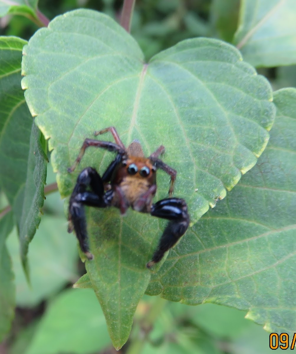 Jumper Spider