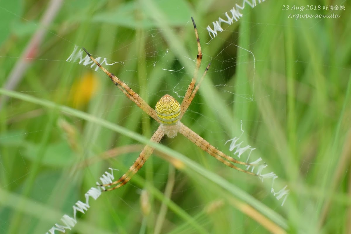 Argiope aemula 好勝金蛛