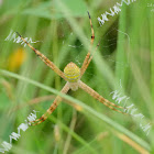 Argiope aemula 好勝金蛛