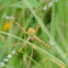 Argiope aemula 好勝金蛛