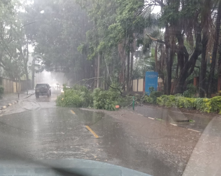 A fallen tree due to heavy rains in Nairobi on Thursday, December 14, 2023.