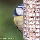 Blue Tit