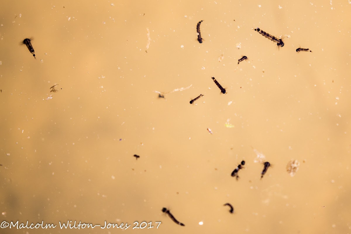 Mosquito larvae