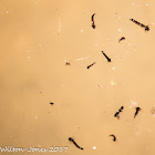 Mosquito larvae