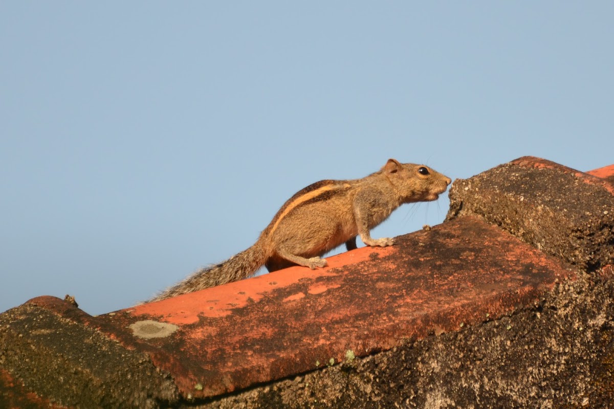 Indian Palm Squirrel