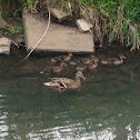 Mallard Duck