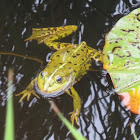 Marsh frog