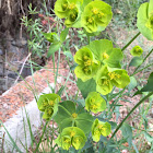 Sun spurge