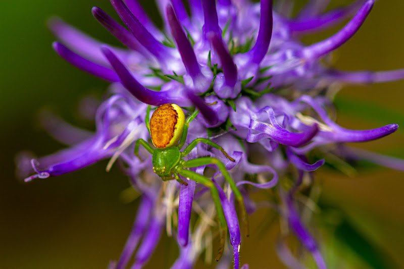 Ragno verde (Micrommata virescens) di utente cancellato