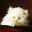 Kitty New Tab Page HD Wallpapers Themes