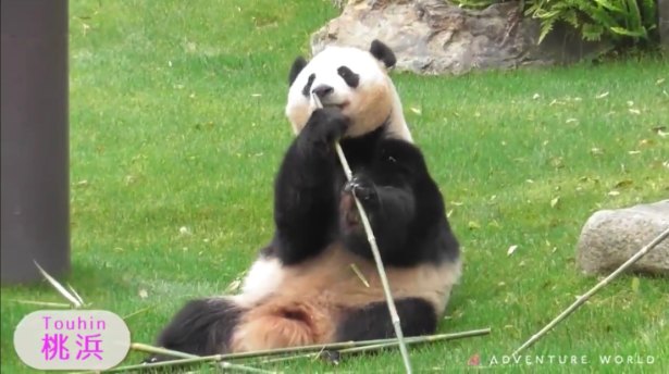 パンダ一家のママが太陽の下でウトウトモード アドベンチャーワールドのパンダ通信 Trill トリル