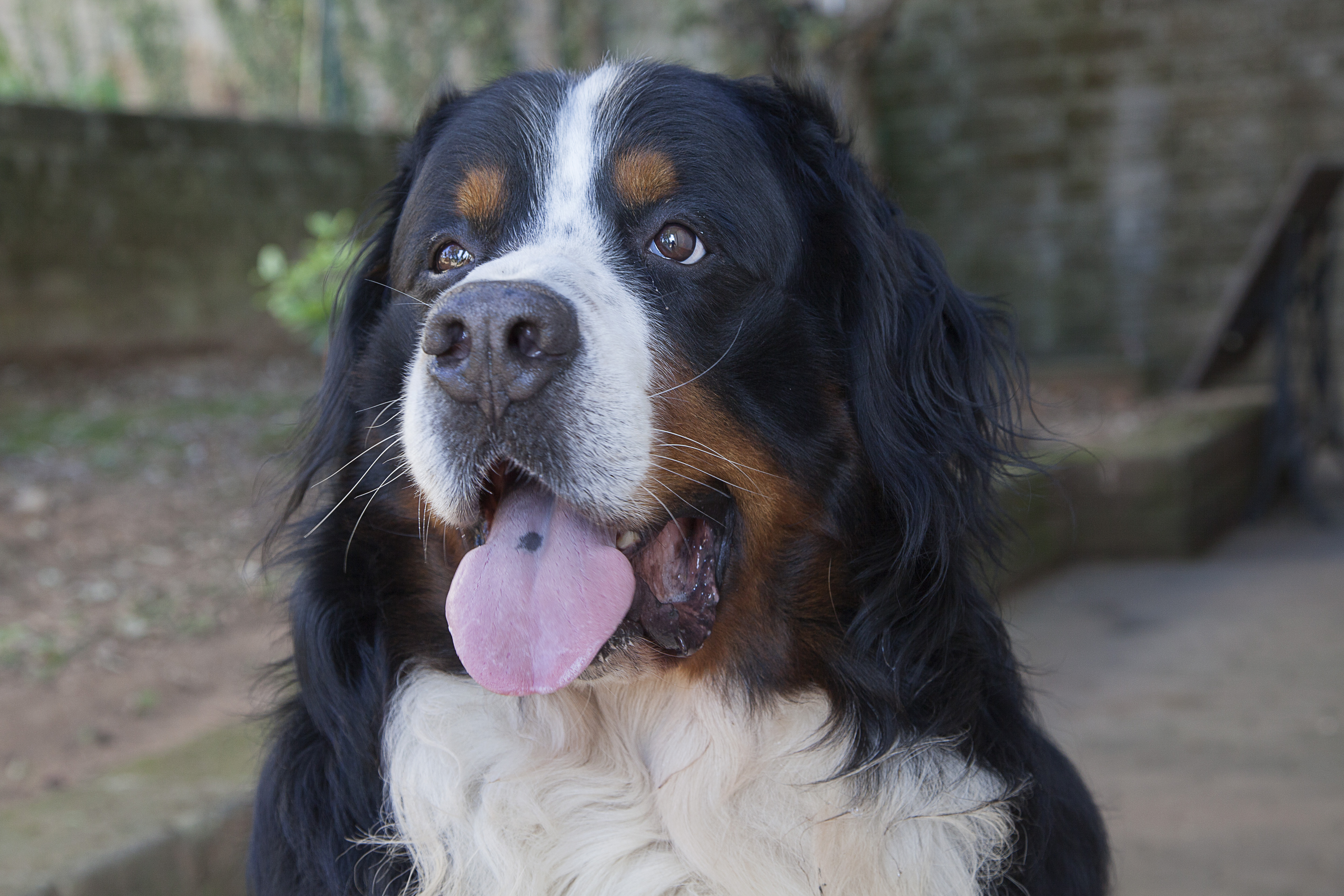 Bernese Mountain dog di stefanogaleotti