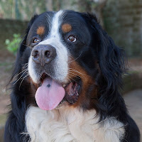 Bernese Mountain dog di 