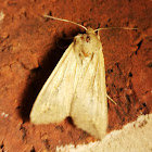 True Armyworm Moth