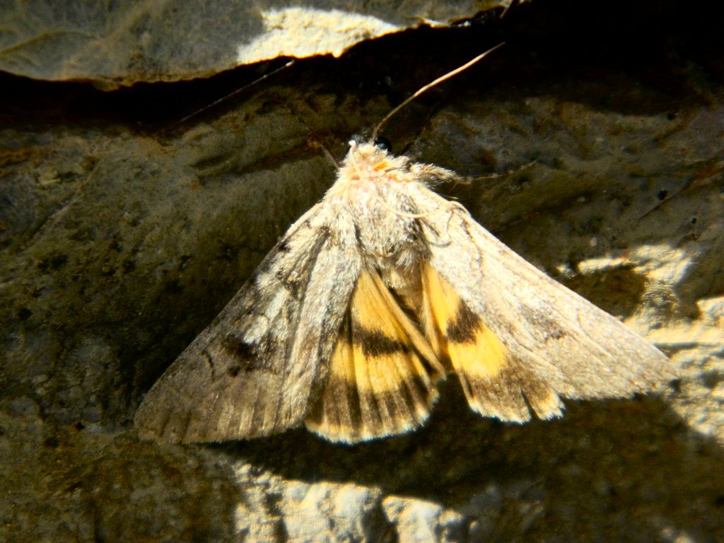 Catocala moth