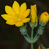 Yellow-wort