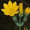 Yellow-wort