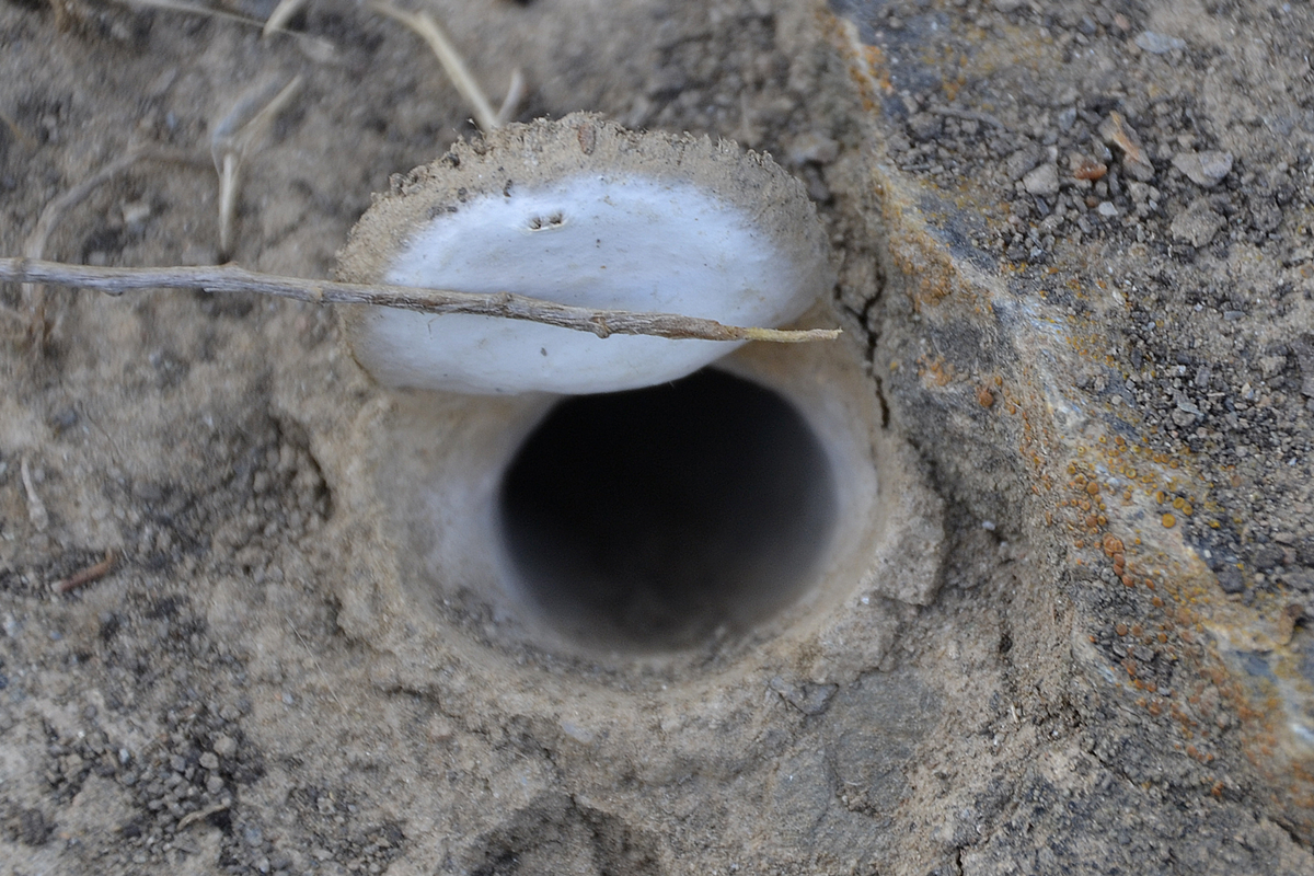 Trapdoor Spider Nest