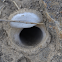 Trapdoor Spider Nest