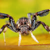 Jumping Spider