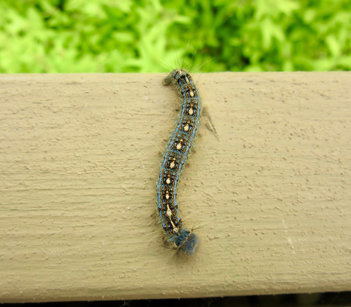 Forest Tent caterpillar