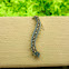 Forest Tent caterpillar