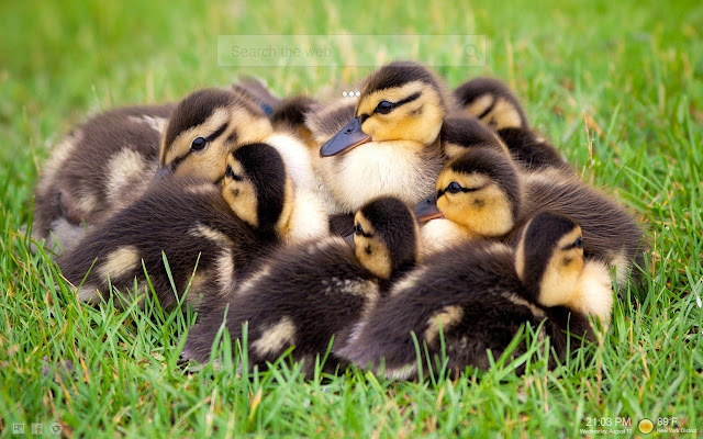 Tapety na plochu Cute Ducks