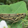 Grasshopper