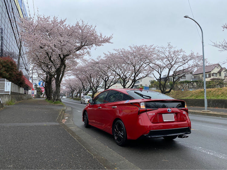 プリウスのコロナウイルスに負けるな・桜と愛車・ホイール交換・久々の投稿・イタリア街に関するカスタム事例の投稿画像28枚目