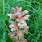 common broomrape, Kleine Sommerwurz