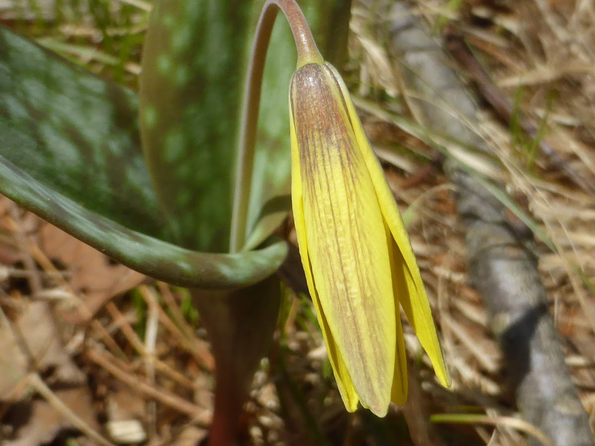 Trout Lily