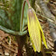 Trout Lily