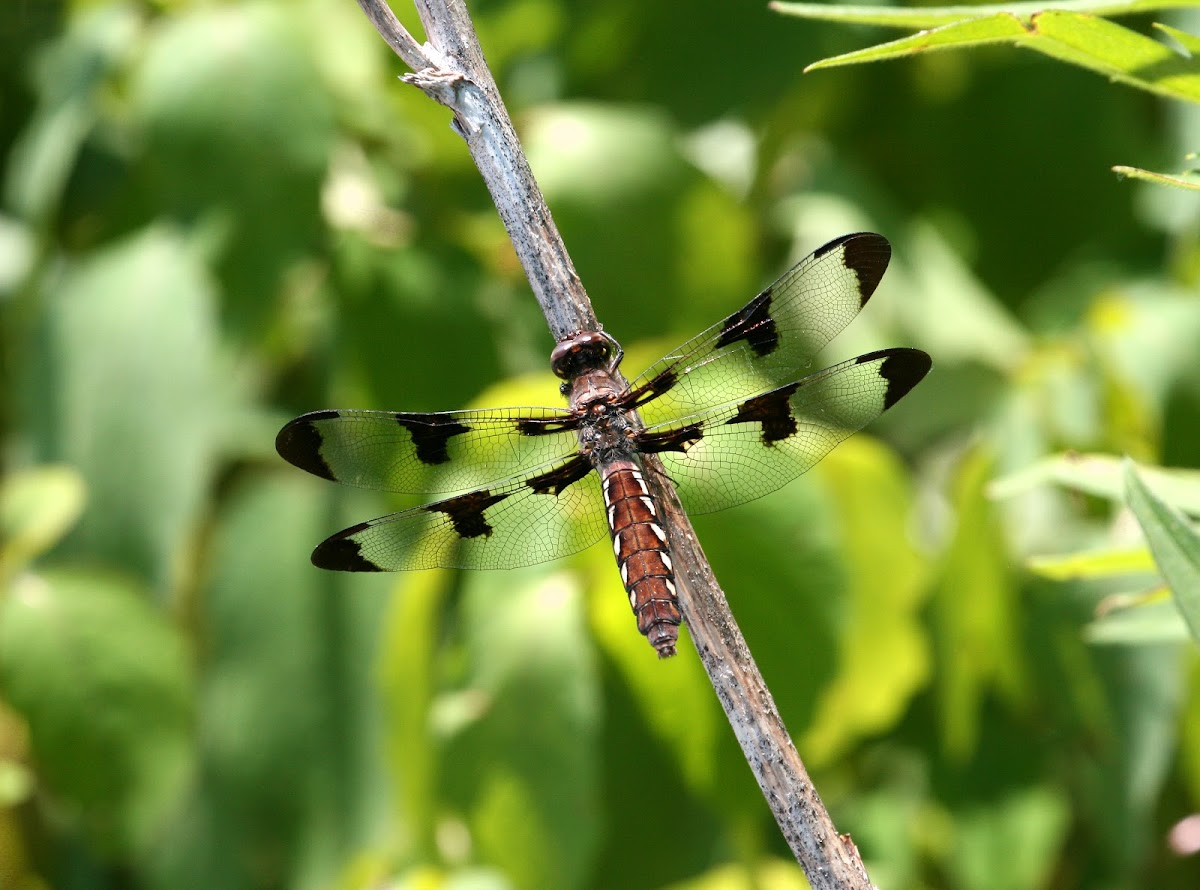 Common Whitetail (Female)