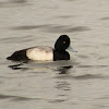 Greater Scaup